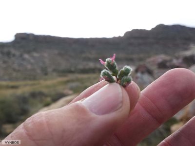 Cliffortia hantamensis, photographed by Chris Vynbos