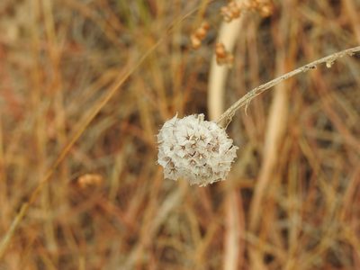 Armeria macrophylla, photographed by Duarte Frade