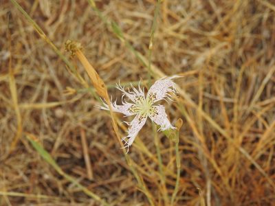 Dianthus broteri, photographed by Duarte Frade