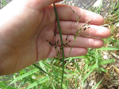 Juncus balticus, photographed by Erin Springinotic