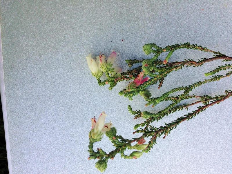Erica strigilifolia, photographed by Dave U