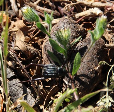 Amellus microglossus, photographed by Tony Rebelo