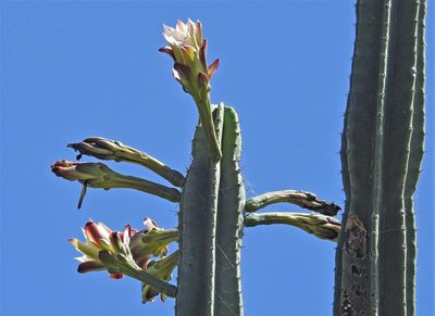 Cereus hildmannianus, photographed by Hugo Hulsberg