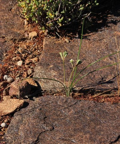 Dipcadi brevifolium, photographed by Tony Rebelo