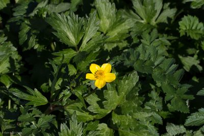 Ranunculus orthorhynchus, photographed by Ken-ichi Ueda