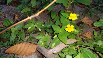Erythranthe ptilota, photographed by user12