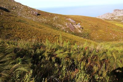Cliffortia heterophylla, photographed by Tony Rebelo