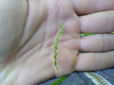 Carex arctata, photographed by Alex