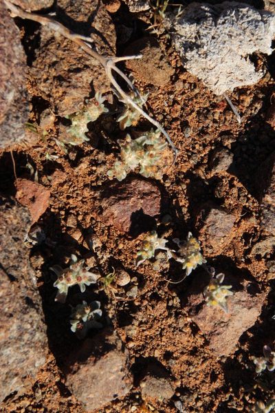 Helichrysum leontonyx, photographed by Tony Rebelo
