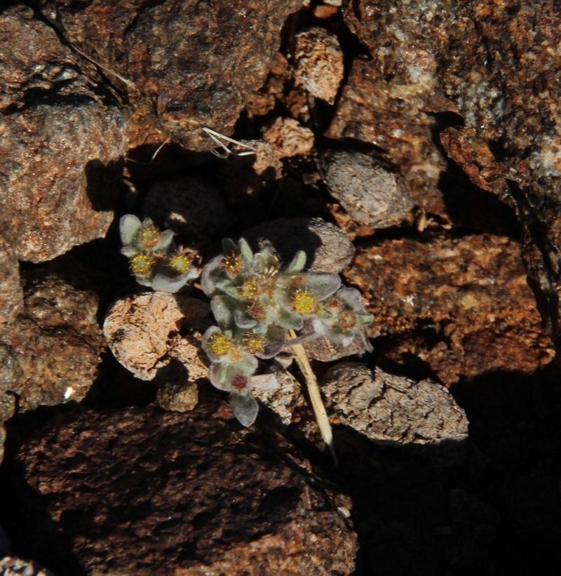 Helichrysum leontonyx, photographed by Tony Rebelo