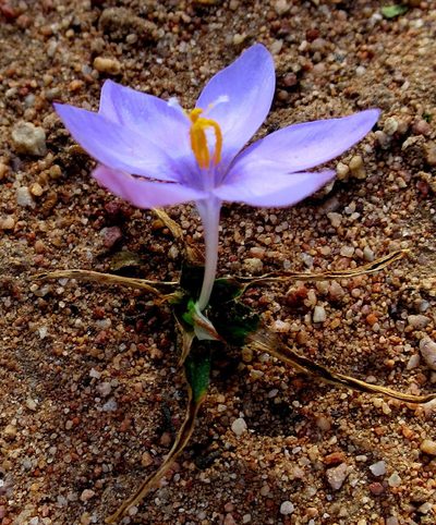 Syringodea derustensis, photographed by Di Turner