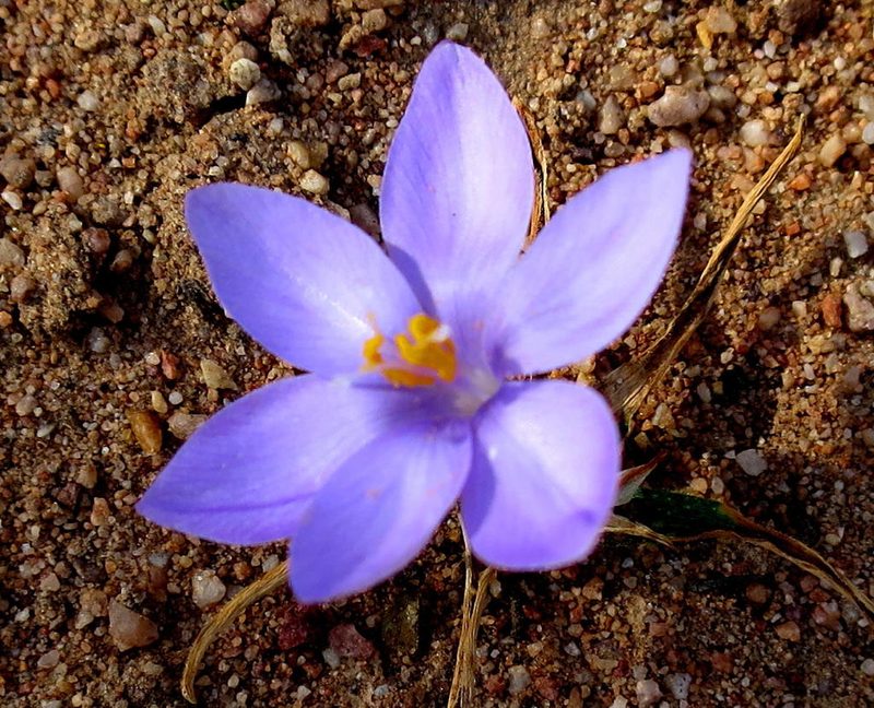Syringodea derustensis, photographed by Di Turner