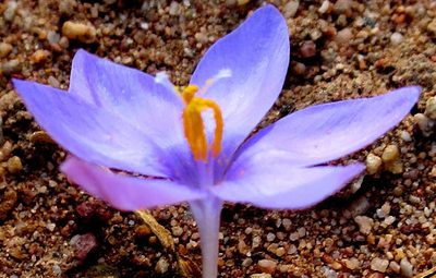 Syringodea derustensis, photographed by Di Turner