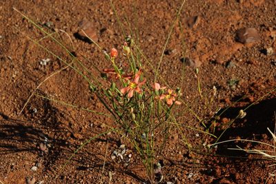 Moraea fenestrata, photographed by Tony Rebelo