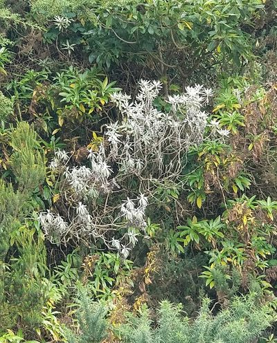 Helichrysum melaleucum, photographed by Vítor Jorge