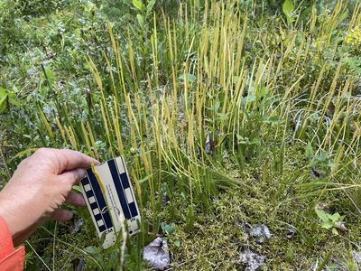 Lycopodium lagopus, photographed by Mary E. Macaulay, P.Eng.