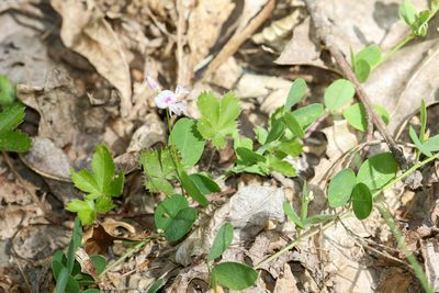 Lespedeza repens, photographed by Tom Field