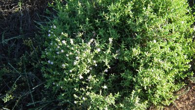 Delosperma subincanum, photographed by Shaun Swanepoel