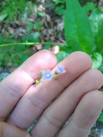 Andersonglossum boreale, photographed by Alex