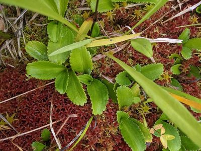 Leptarrhena pyrolifolia, photographed by Trevor Van Loon