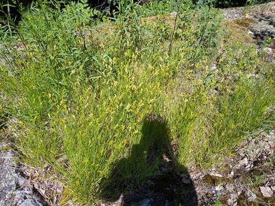 Carex scoparia, photographed by Alex
