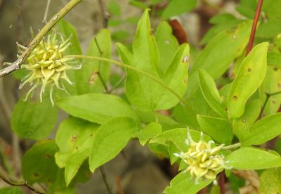 Clematis pitcheri, photographed by saltyhiker