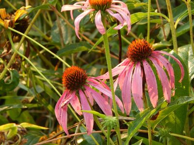 Echinacea purpurea, photographed by Tom Lazar