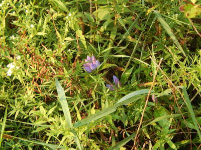 Gentiana andrewsii, photographed by Tom Lazar