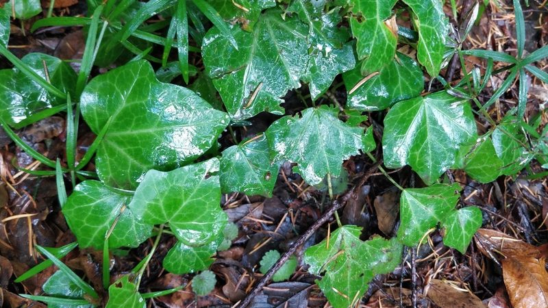 Hedera maderensis, photographed by Vítor Jorge