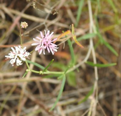Palafoxia callosa, photographed by saltyhiker