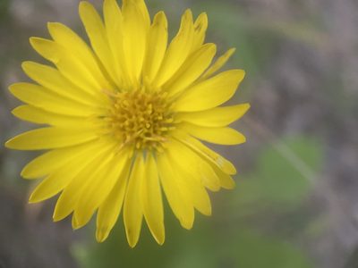 Chrysopsis villosa, photographed by Brett Ortler