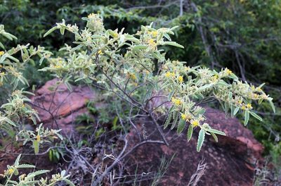 Corchorus kirkii, photographed by Wynand Uys