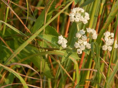 Parthenium integrifolium, photographed by Tom Lazar