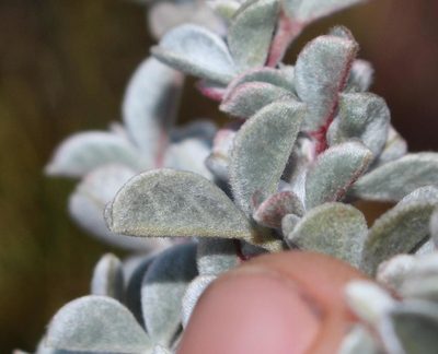 Argyrolobium incanum, photographed by Brian du Preez