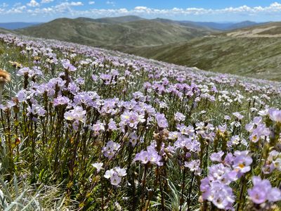 Euphrasia collina, photographed by Daniel Falster