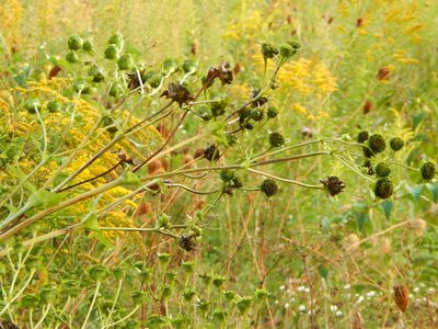 Silphium perfoliatum, photographed by Tom Lazar