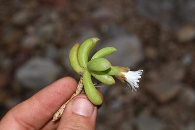 Delosperma esterhuyseniae, photographed by Brian du Preez