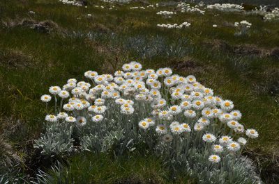 Leucochrysum alpinum, photographed by Daniel Falster
