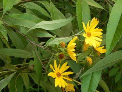 Helianthus grosseserratus, photographed by Tom Lazar