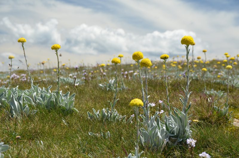 Craspedia maxgrayi, photographed by Daniel Falster