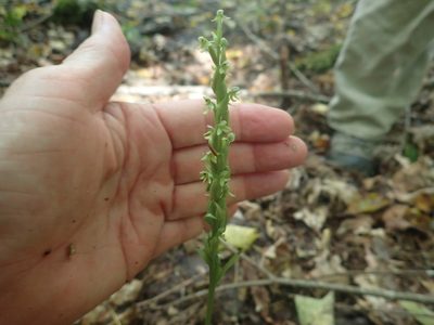 Platanthera aquilonis, photographed by Lynn Harper