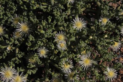 Mesembryanthemum longipapillosum, photographed by Tony Rebelo