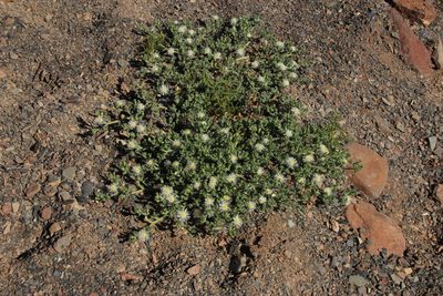 Mesembryanthemum longipapillosum, photographed by Tony Rebelo