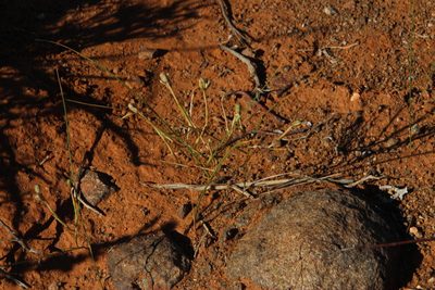Moraea fenestrata, photographed by Tony Rebelo