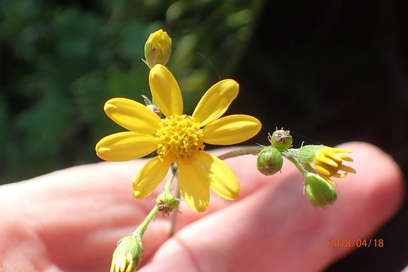 Cineraria glandulosa, photographed by Peter Warren