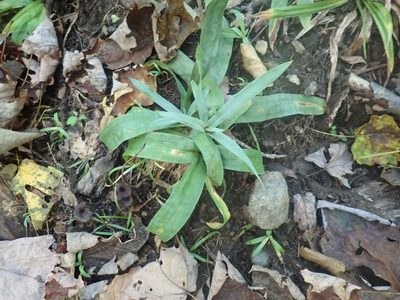 Carex platyphylla, photographed by Lynn Harper