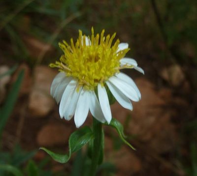 Afroaster peglerae, photographed by M Kriek