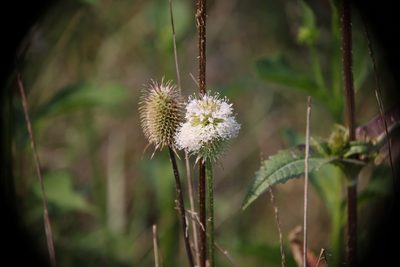 Dipsacus laciniatus, photographed by Kathy Richardson