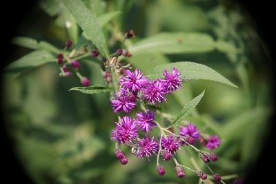 Vernonia gigantea, photographed by Kathy Richardson