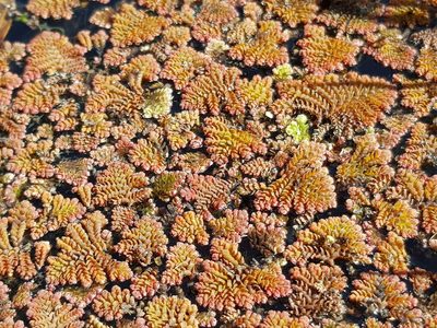 Azolla pinnata, photographed by Lek Khauv